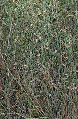 Lepidobolus drapetocoleus