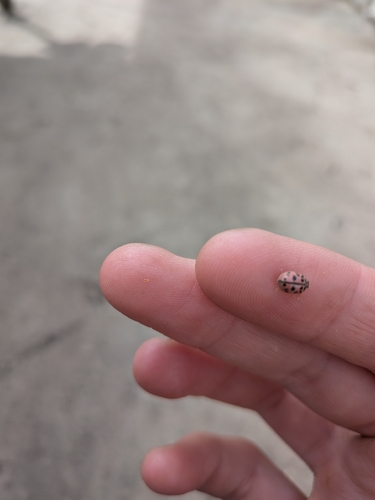 Poplar Ladybird Beetle