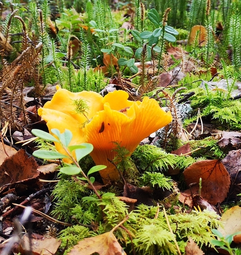 Golden Chanterelle