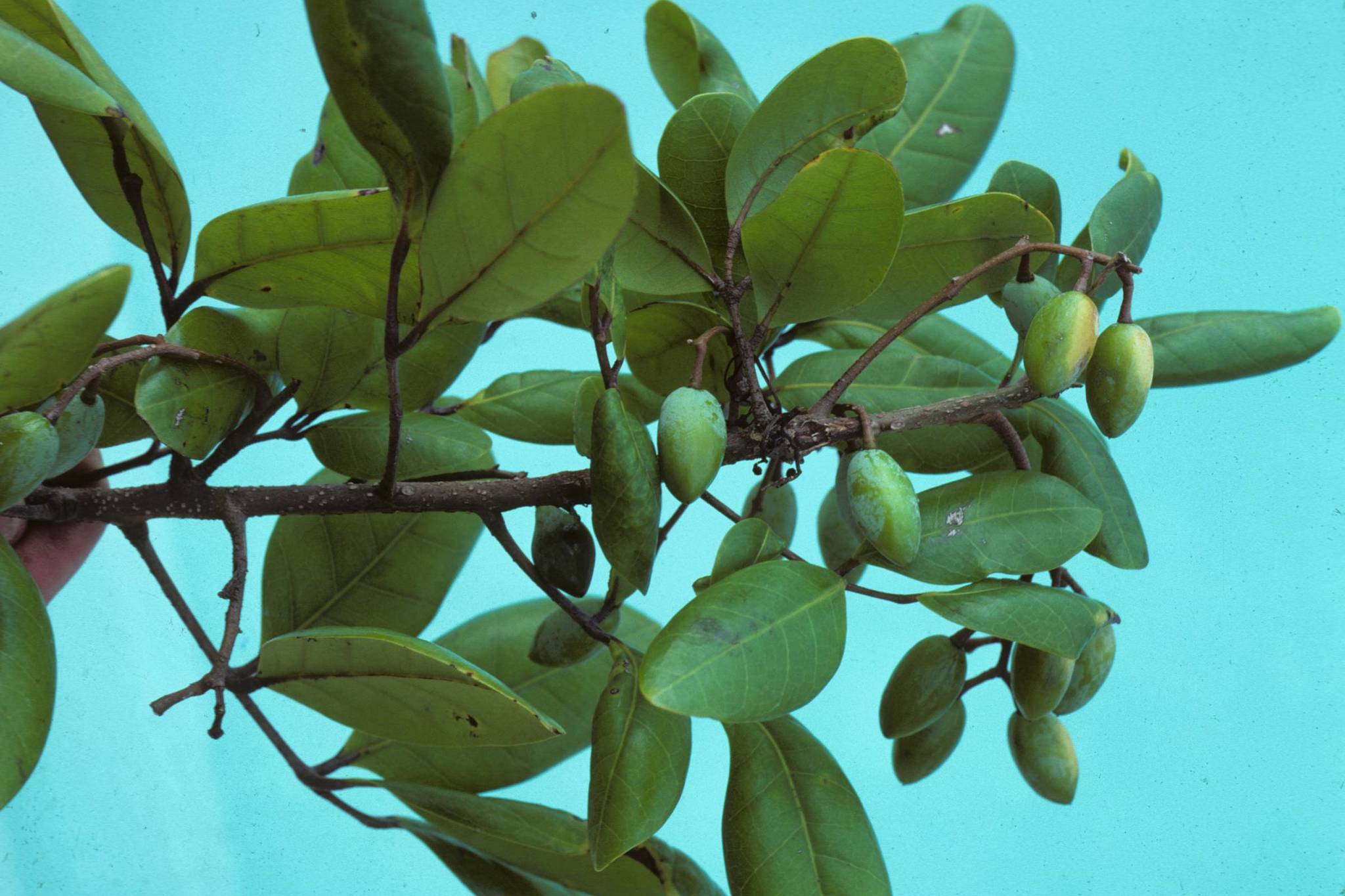 Dacryodes excelsa