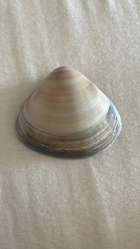 Rayed Trough Shell