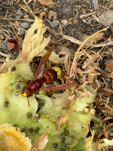 Oriental Hornet