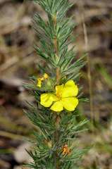 Hibbertia prostrata