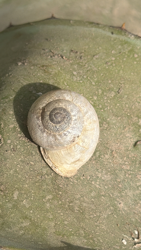 Chocolate-band Snail