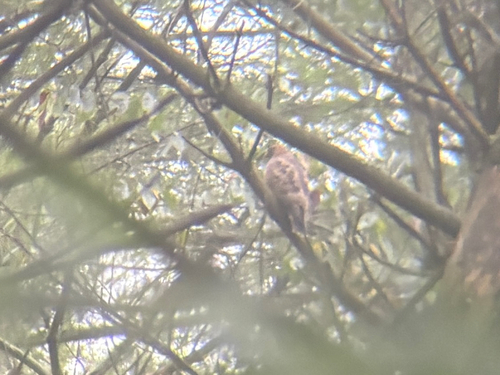 Broad-winged Hawk