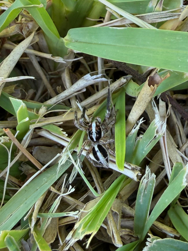 Pantropical Jumping Spider