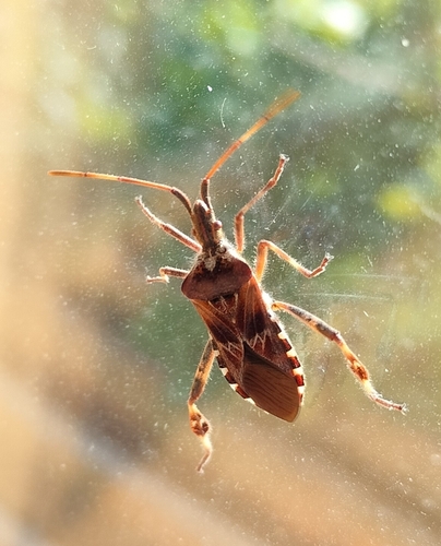 Western Conifer Seed Bug
