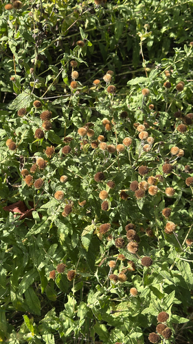 Common Fleabane