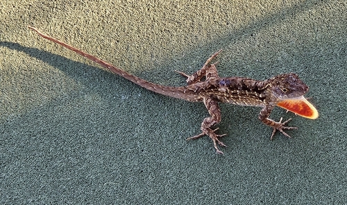 Brown Anole