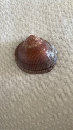 Violet Bittersweet Clam
