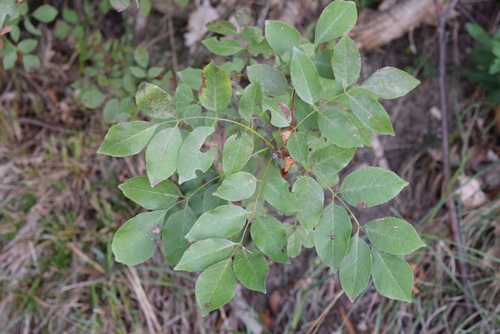 Manna ash
