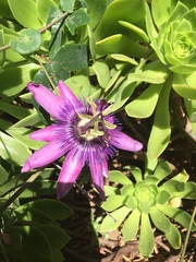Passiflora amethystina × caerulea