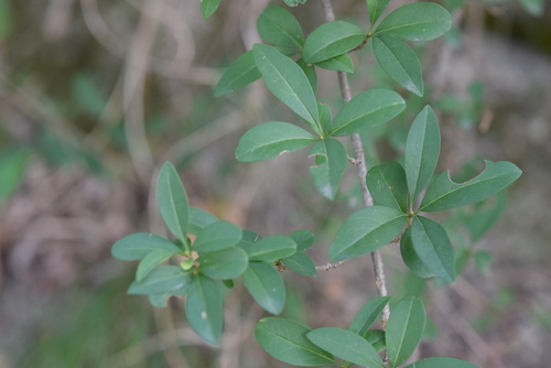 Common Privet