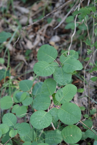 Smokebush