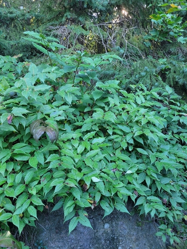 northern bush honeysuckle