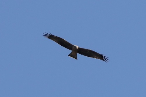 Black Kite