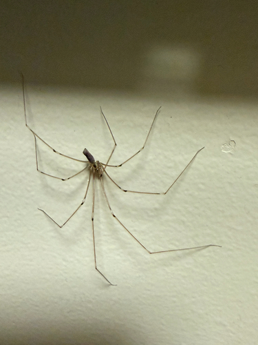 Long-bodied Cellar Spider