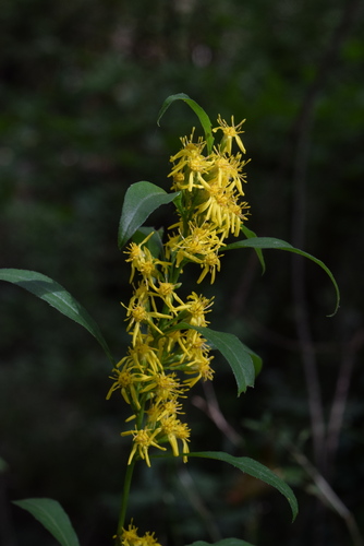 European goldenrod