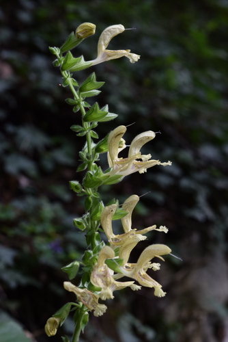 Sticky Sage