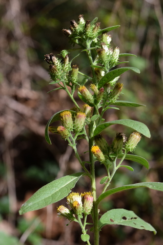 Ploughman's-spikenard