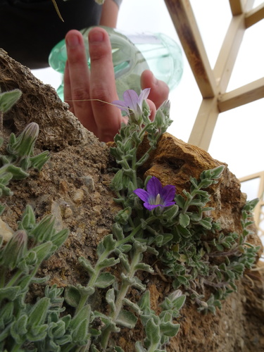 Campanula mollis (Campanula mollis)