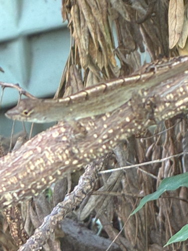 Brown Anole
