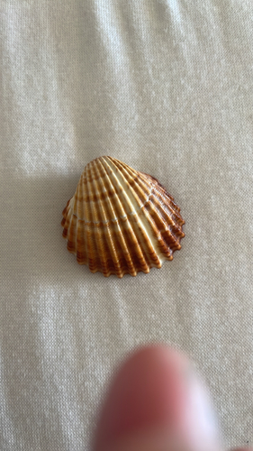 Rough Cockle