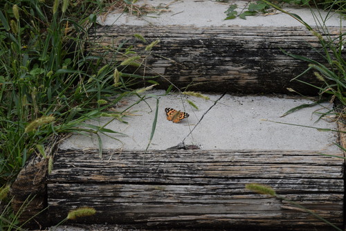 Painted Lady