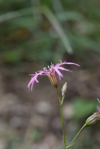 ragged-robin