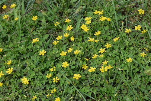 Creeping Woodsorrel