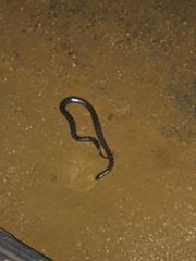 Hydrops triangularis