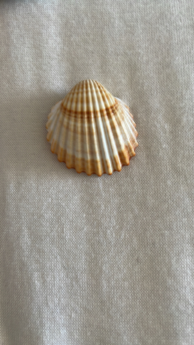 Rough Cockle