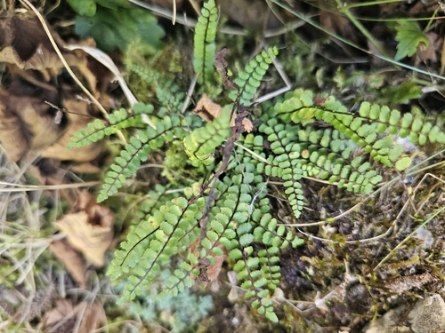 maidenhair spleenwort