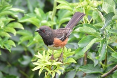 Pipilo maculatus falcifer