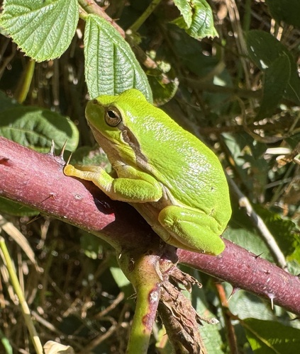 European Tree Frog