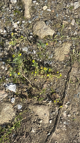 pineapple-weed
