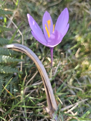 Autumn Crocus