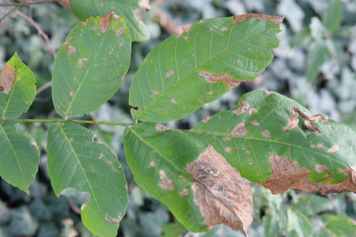 Persian walnut