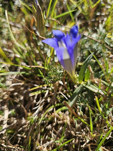 marsh gentian
