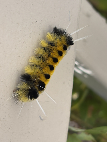 Spotted Tussock Moth