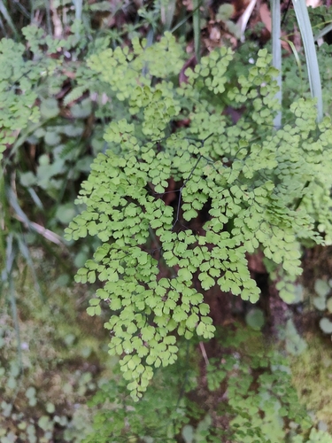 Adiantum raddianum