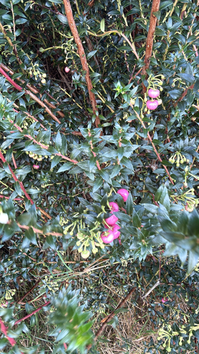 Prickly Heath