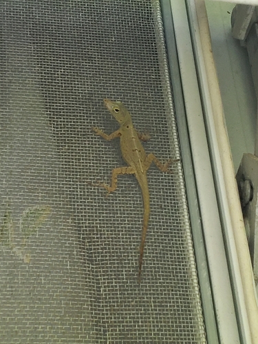 Banded Anole