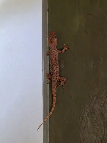 Asian House Gecko