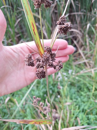 Scirpus atrovirens, photograph 2