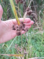 Scirpus atrovirens, photograph (c) deefinder200, some rights reserved (CC BY)