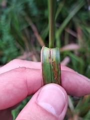 Scirpus atrovirens, photograph (c) deefinder200, some rights reserved (CC BY)