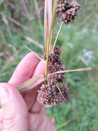 Scirpus atrovirens, photograph 3