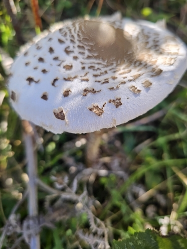 Parasol