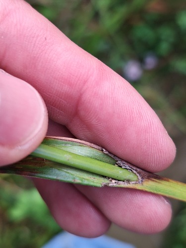 Scirpus atrovirens, photograph 6